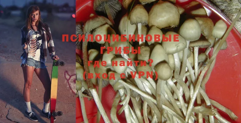 Галлюциногенные грибы Psilocybe  Боготол 